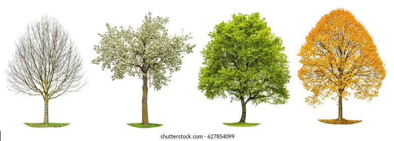 Four Seasons Of Nature. Tree Silhouette Isolated On White Background. Spring Summer Autumn Winter