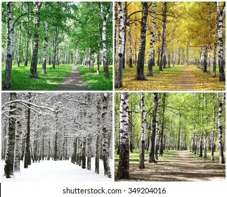 Four seasons of row birch trees