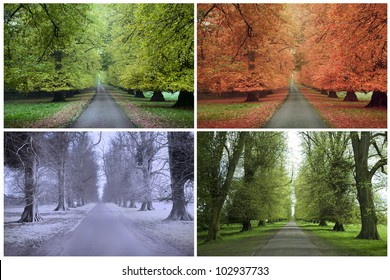 Four Seasons of a Row of Lime Trees - Shutterstock ID 102937733