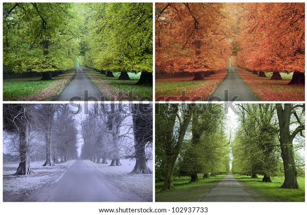 Four Seasons of a Row of\
Lime Trees