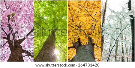 four seasons in the treetops