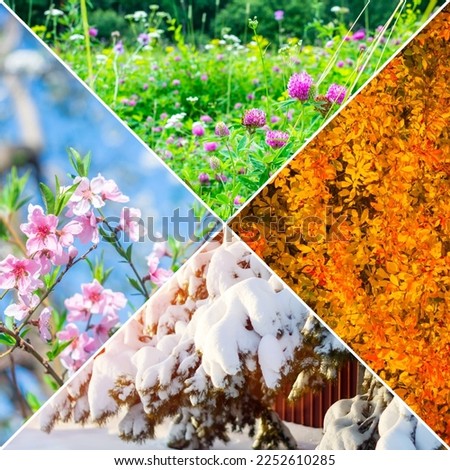 Four seasons, four seasons: winter, spring, summer and autumn Square photo