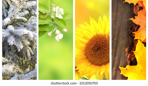 Four Seasons Of Year. Collection Of Vertical Nature Banners With Winter, Spring, Summer And Autumn Scenes