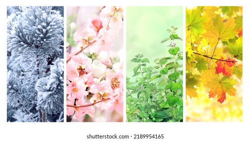 Four seasons of year. Set of vertical nature banners with winter, spring, summer and autumn scenes. Nature collage with seasonal scenics. Copy space for text - Shutterstock ID 2189954165