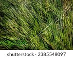 Four separate images on wind blown grasses merged together