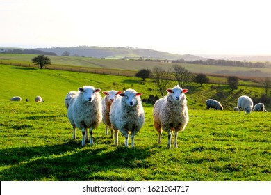 Four Sheep Standing In A Line Looking At The Camera In A Green Field, With A Flock Of Sheep Behind, Sussex, England, UK, United Kingdom, Britian, Copy Space Around The Sheep