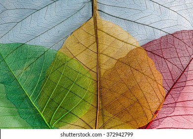 Four skeleton leafs colored background - Shutterstock ID 372942799