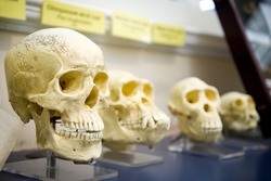 Four Skulls In A Raw Showing Humans Evolution. Human Evolution Is The Evolutionary Process That Led To The Emergence Of Anatomically Modern Humans. 