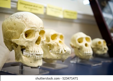 Vier Schädel in einem Rohstoff, der die menschliche Evolution zeigt. Die menschliche Evolution ist der evolutionäre Prozess, der zur Entstehung anatomisch moderner Menschen führte. 