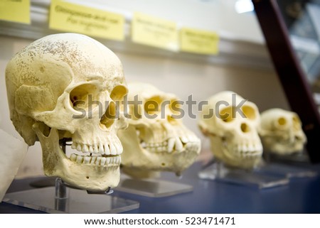 Four skulls in a raw showing humans evolution. Human evolution is the evolutionary process that led to the emergence of anatomically modern humans. 