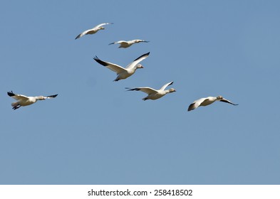 6,431 Birds Flying In Circle Stock Photos, Images & Photography ...