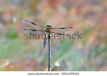 Four spotted chaser dragonfly  (Libellula quadrimaculata) resting near the lake. 