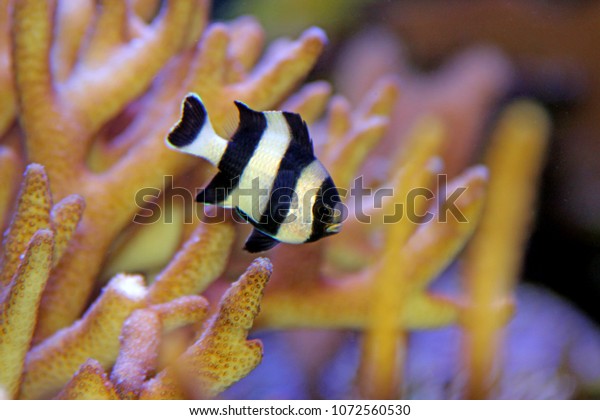 Four Stripe\
Damselfish - (Dascyllus\
melanurus)