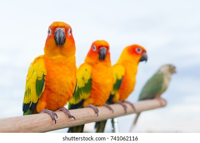Four Sun Conure Parrots (Psittaciformes) With Blue Sky