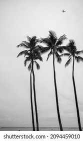 Four Tall Palm Trees.  Black and white photo of coconut palms with an airliner flying overhead.
