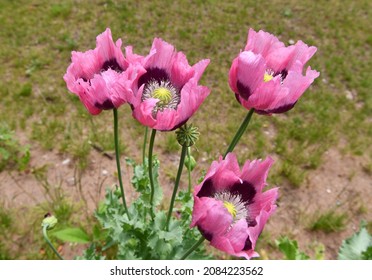Four tall wild opium poppies growing on wasteland. Purple pink poppies with a yellow centre. Papaver