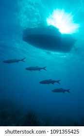 Four Tarpon fish across diagonal below sunlit boat, British Virgin Islands.