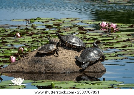 Four terrapins(soft-shelled turtle) are having rest on the rock besides water lily with pink flowers on water of Ilsan Lake near Goyang-si, South Korea
       
