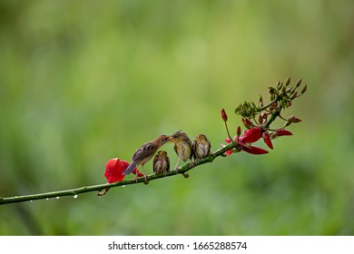 Four Tiny Golden Headed Cisticola