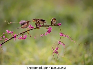 Four Tiny Golden Headed Cisticola Eats