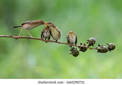 Four Tiny Golden Headed Cisticola