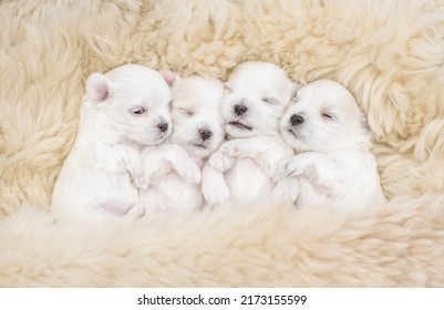 Four Tiny White Lapdog Puppies Sleep Under Warm Fuzzy Blanket On A Bed At Home. Top Down View