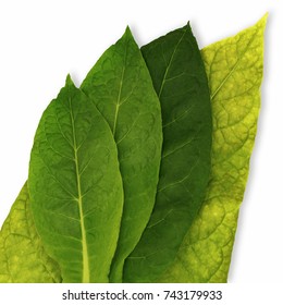 Four Tobacco Leaves Of Different Ripeness Isolated On White