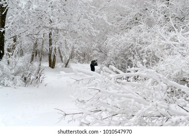 four tree stand