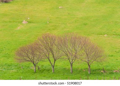 Four trees
