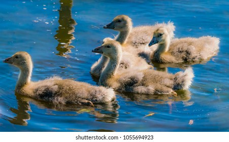 Four very cute baby birds swimming in water at lake Hornborgasjön in Sweden 05/26/17