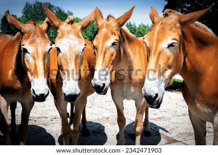 Four very friendly draft mules on a farm near Manitowoc, Wisconsin.
