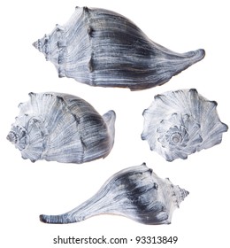 Four Views Of A Blue Conch Shell Isolated On White