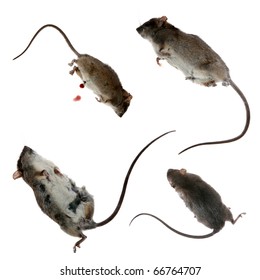 four views of a Dead Rat, isolated on white.