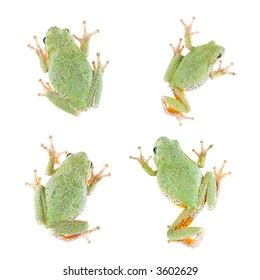 Four views of a Tree Frog as seen from above, isolated on white.