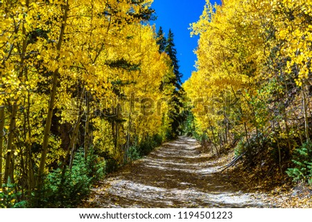 Four Wheel Drive Trail through a forest of Golden Quaking Aspen, Pike National Forest, Guanella Pass, Colorado, USA