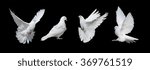 Four white doves  isolated on a black background