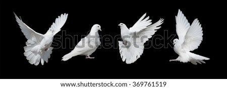 Four white doves  isolated on a black background