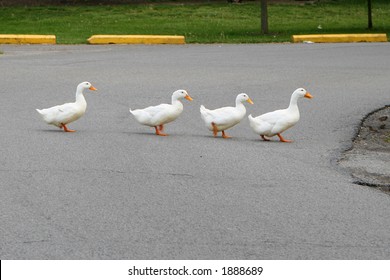 Four White Ducks Crossing A Street.