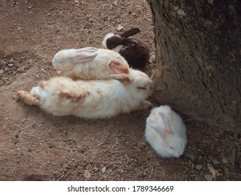 four white rabbits in the safari - Shutterstock ID 1789346669