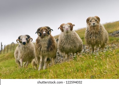 Four white ram sheep with long horns looking at you close up