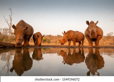 Four white rhinos at a water hole for a drink