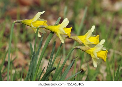 Four Wild Daffodils - Narcissus pseudonarcissusin Betty Dawes Wood