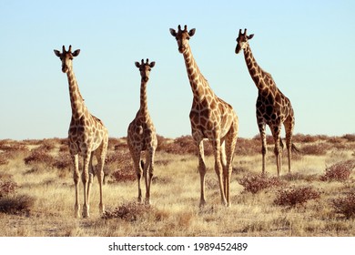 Four wild Giraffes staring into the camera, Namibia. African animal and wildlife photography. Yellow grass, dried out bushes and blue skies. Funny animals.