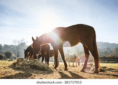 Four wild horses grazing in a field, eating grass, the morning frost on the grass, horse looking at the camera, white and brown horses, steam from the nostrils, backlight, sun glare - Powered by Shutterstock