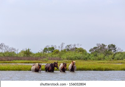 Four wild ponies of Assateague Island, Maryland, USA crossing the water of the bay. These animals are also known as Assateague Horse or Chincoteague Ponies.  