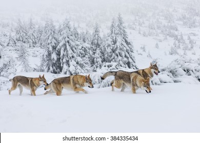 Four Wolves In Fresh Snow In The Mountains