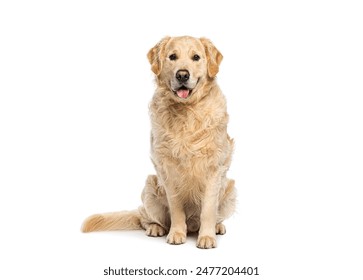 Four years old Golden retriever sitting, panting tongue out and looking at the camera, isolated on white  - Powered by Shutterstock