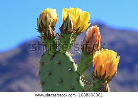 Four yellow flowers, three of which are in bloom, sprout from the edge of a prickly pear cactus pad.