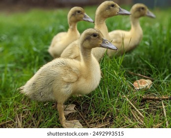 Four yellow Welsh Harlequin ducklings standing together in the grass on a Virginia farm - Powered by Shutterstock