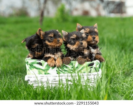 Four Yorkshire Terrier Puppies Sitting in a white wicker basket on Green Grass. A Group of cute Puppies Dogs. Copy space for text